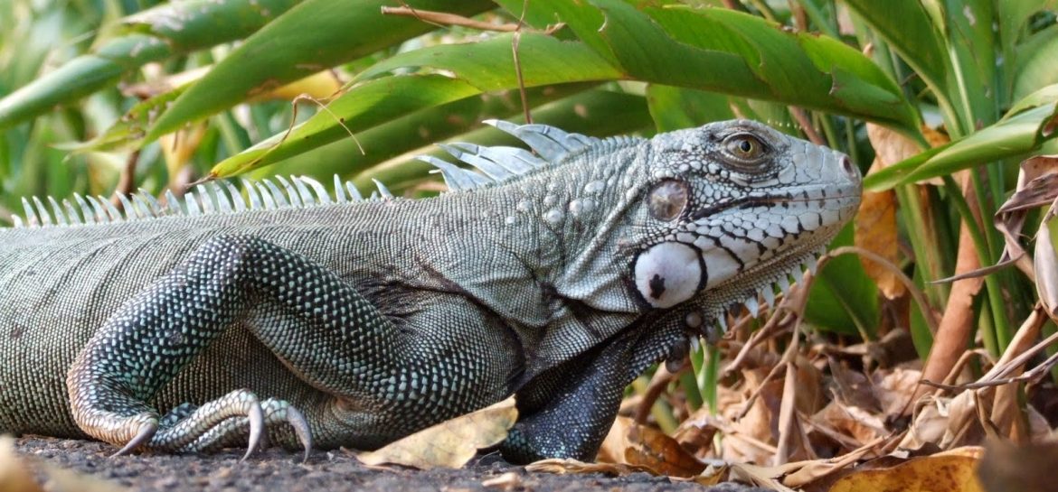 venezuelan rainforest animals